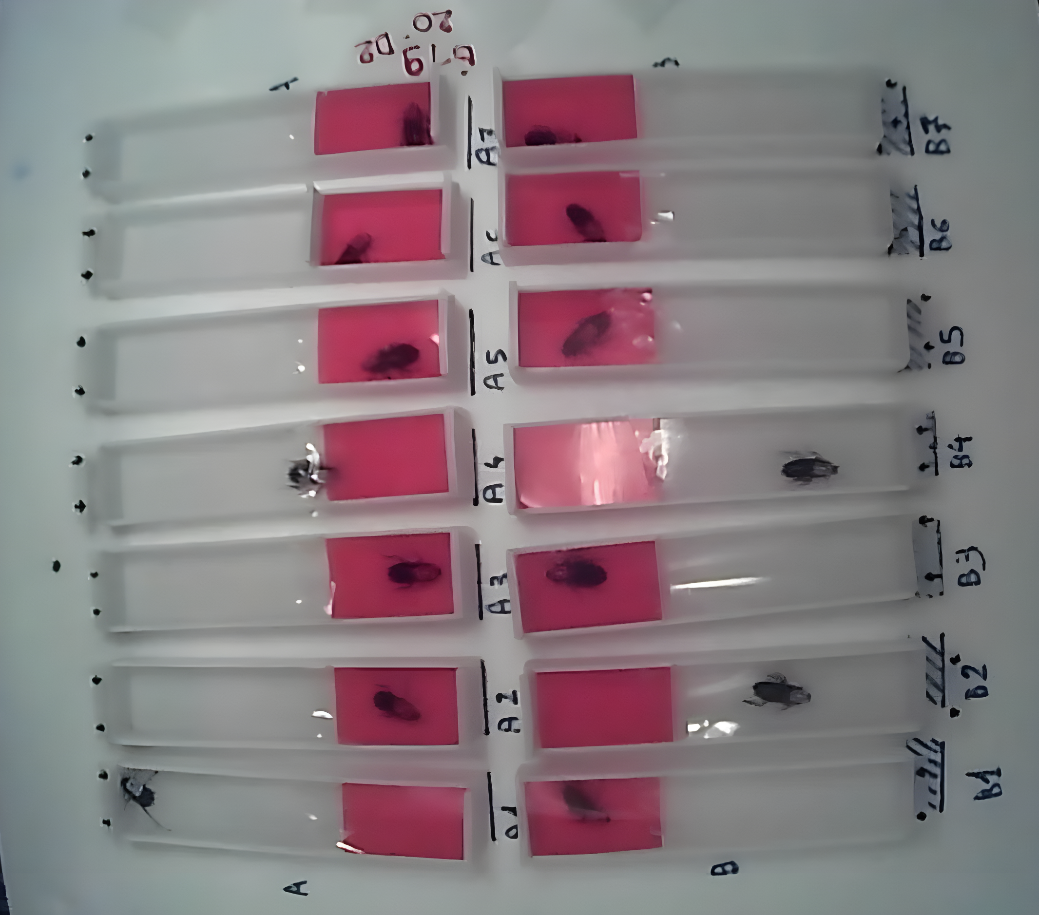 Boldness test in cockroaches