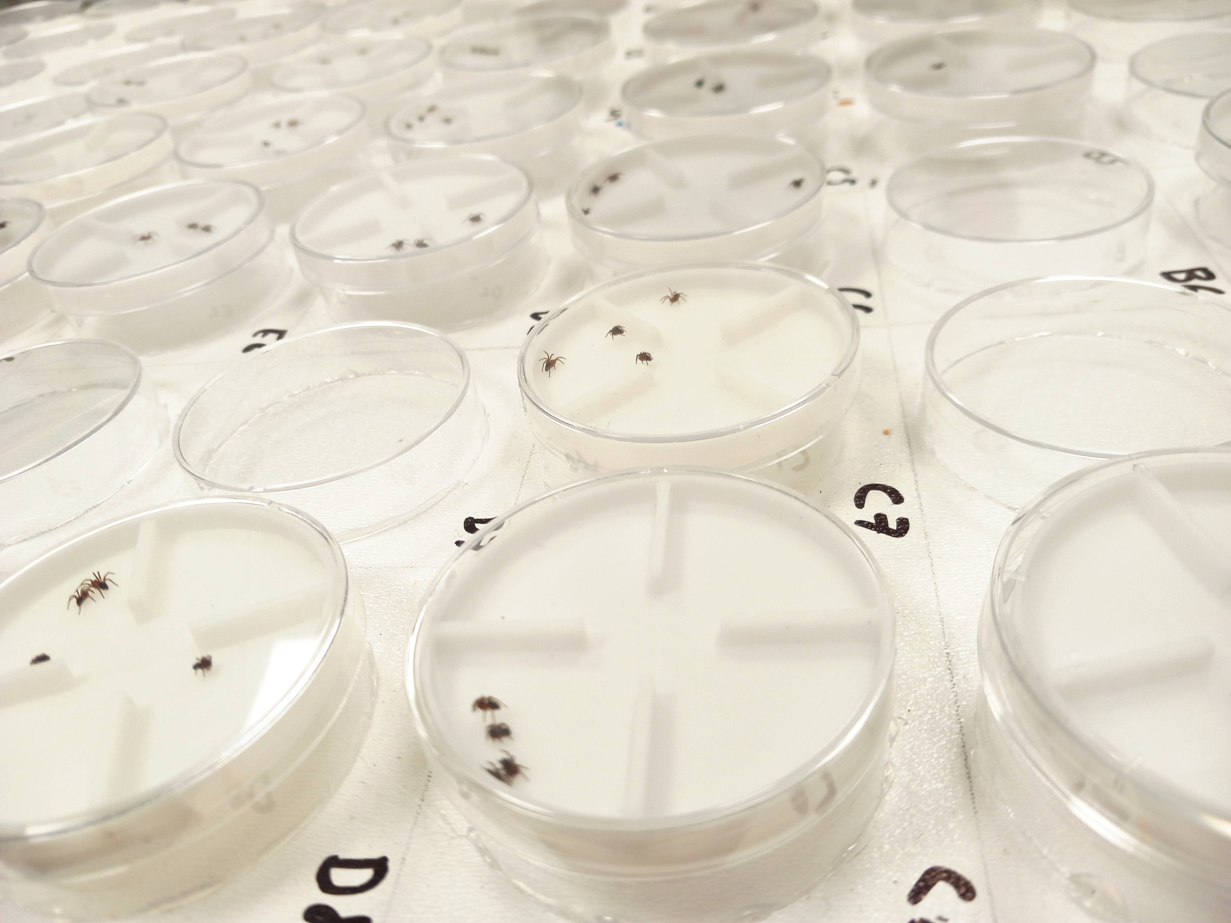 Dispersal test in spiderlings