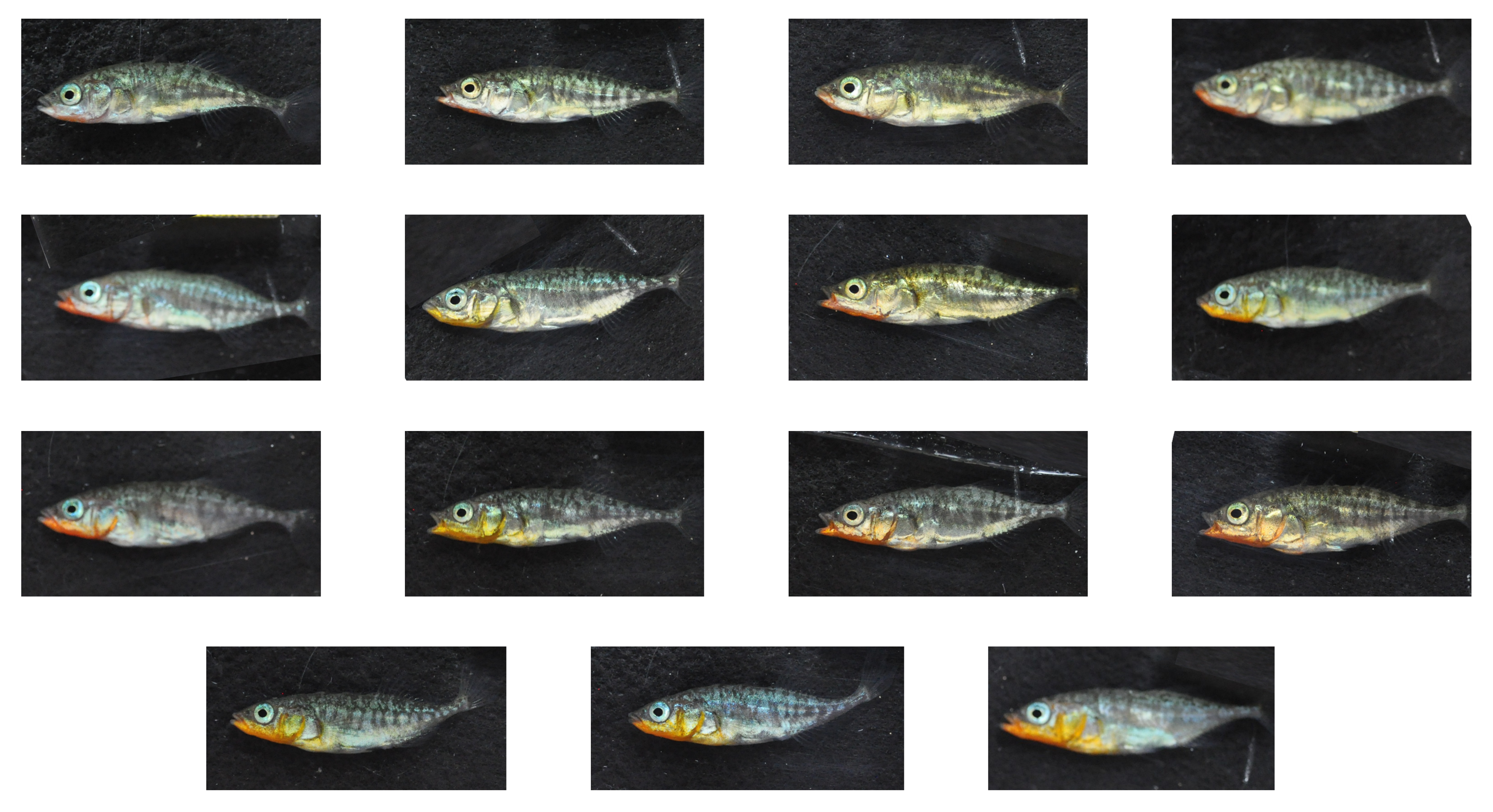 Color-based surface estimation in Regions of Interest (ROI)