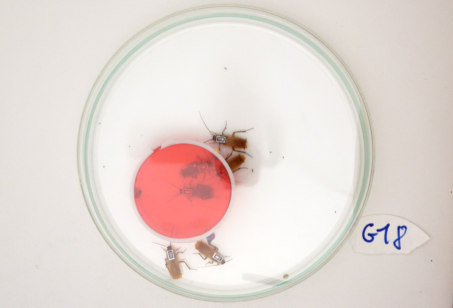 Cockroaches in a gregariousness test