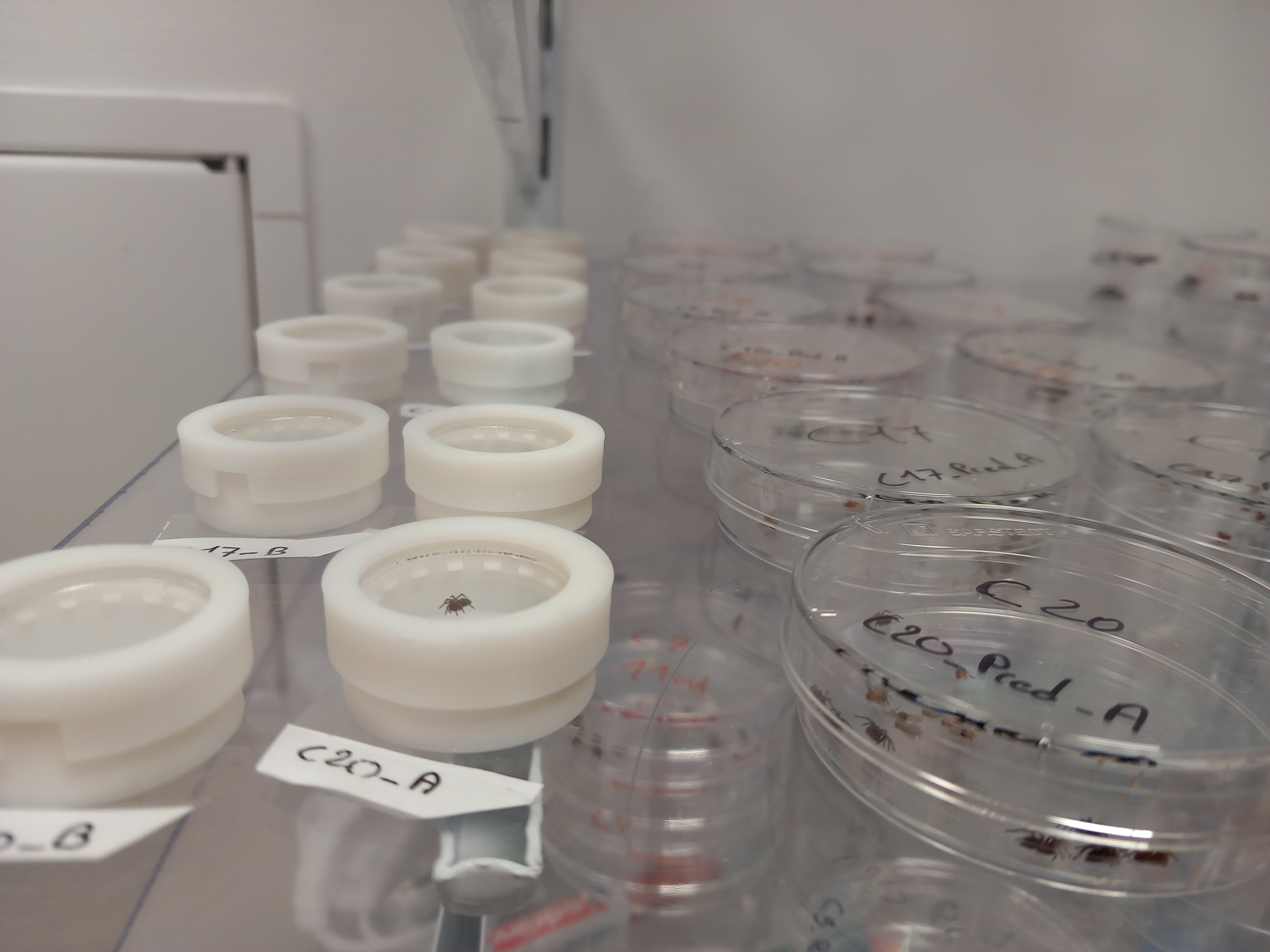 Spiderlings maintenance and predatory tests